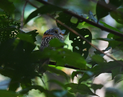 Malacoptila semicincta