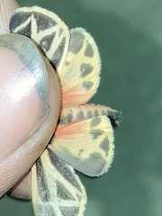 Apantesis phalerata