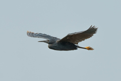 Egretta ardesiaca