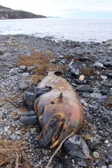 Delphinapterus leucas