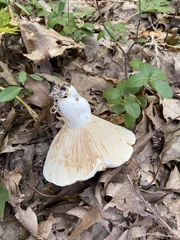 Russula compacta