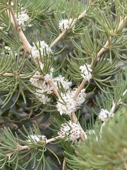 Asparagus albus