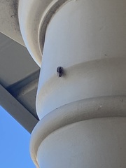 Clastoptera obtusa