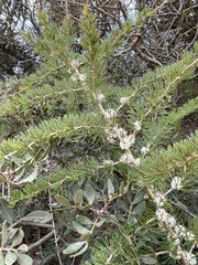 Asparagus albus