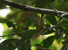 Dendroma erythroptera