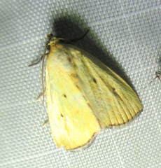 Marimatha nigrofimbria
