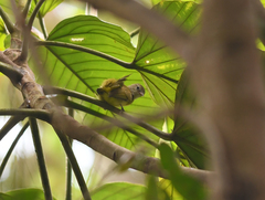 Pachysylvia hypoxantha