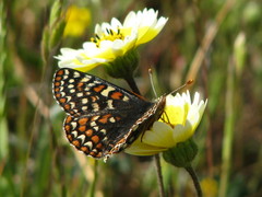 Euphydryas editha bayensis