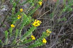 Oedera squarrosa