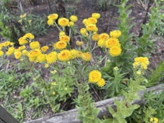 Helichrysum foetidum