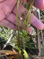 Eleocharis obtusa