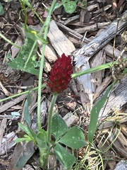 Trifolium incarnatum