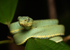 Bothrops bilineatus