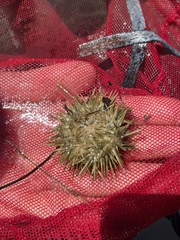 Lytechinus variegatus