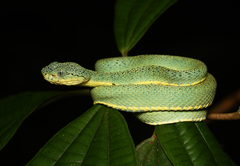 Bothrops bilineatus