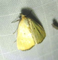 Marimatha nigrofimbria