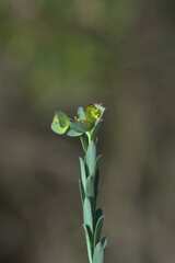 Euphorbia genistoides
