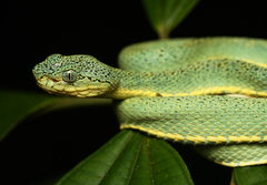 Bothrops bilineatus