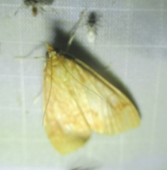 Pyraustini