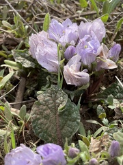 Mandragora autumnalis