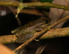 Scinax