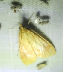 Pyraustini