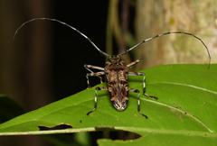 Macropophora trochlearis