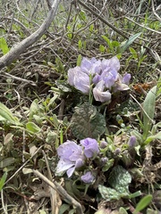 Mandragora autumnalis