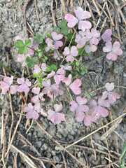 Oxalis dillenii