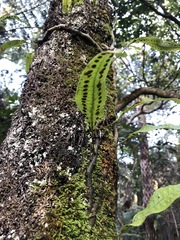 Microsorum pustulatum pustulatum