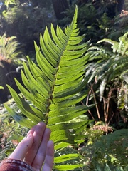 Polystichum munitum