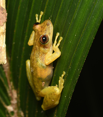 Scinax ruber