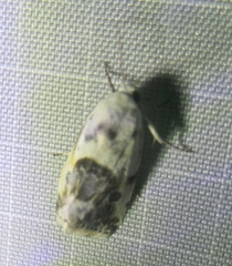 Ponometia candefacta