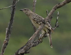 Chlamydera nuchalis