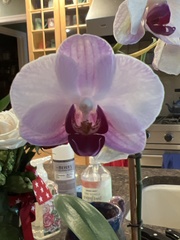 Phalaenopsis