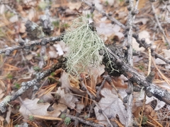 Usnea