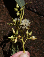 Eucalyptus camaldulensis × tereticornis