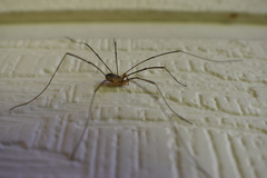 Leiobunum