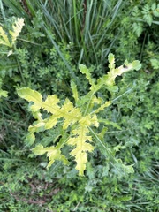 Cirsium arvense