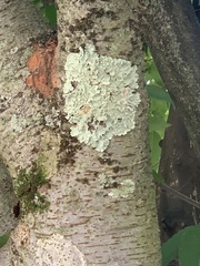 Parmelioideae
