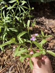 Physostegia virginiana
