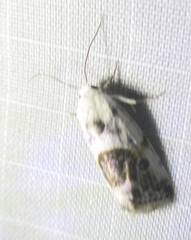 Ponometia candefacta