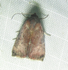 Galgula partita