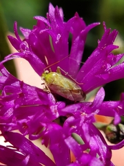 Taylorilygus apicalis