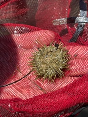 Lytechinus variegatus