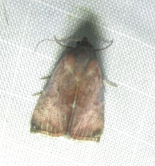 Galgula partita