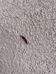 Acontiinae