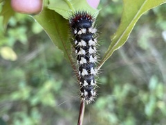 Acronicta longa