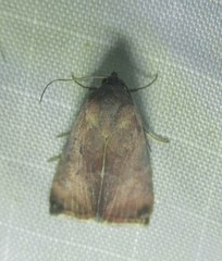 Galgula partita