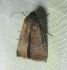 Galgula partita